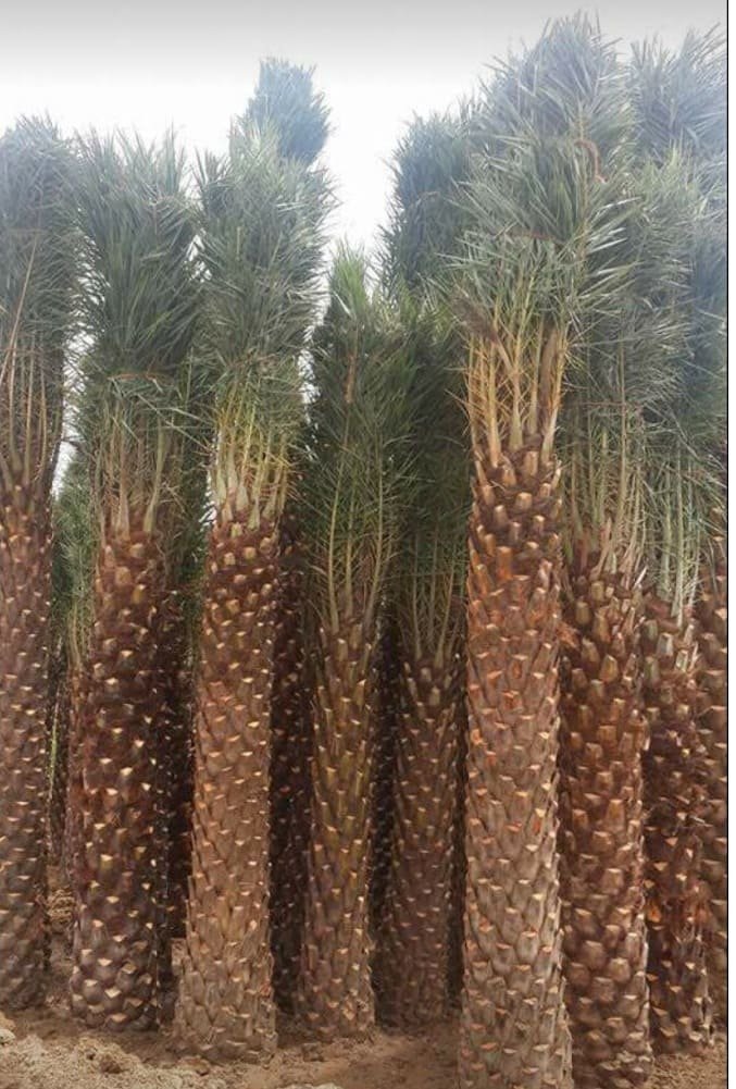 Barhi Israeli Date – Kharek (ઇઝરાયેલી બરહી ખારેક ખજુર)